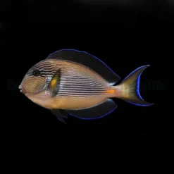 Acanthurus sohal | L