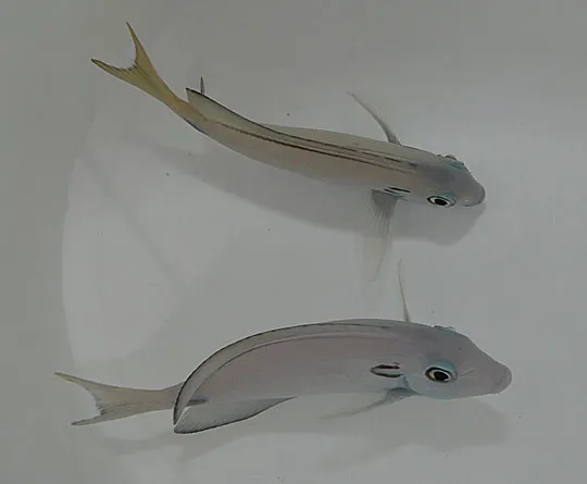 Acanthurus tennentii | S