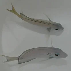 Acanthurus tennentii | M