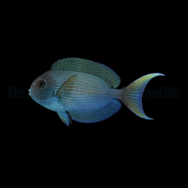 Acanthurus thompsoni | XL