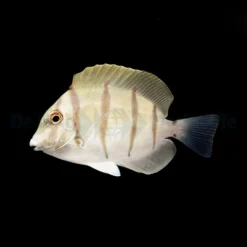 Acanthurus triostegus | M