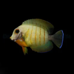Acanthurus tristis | M