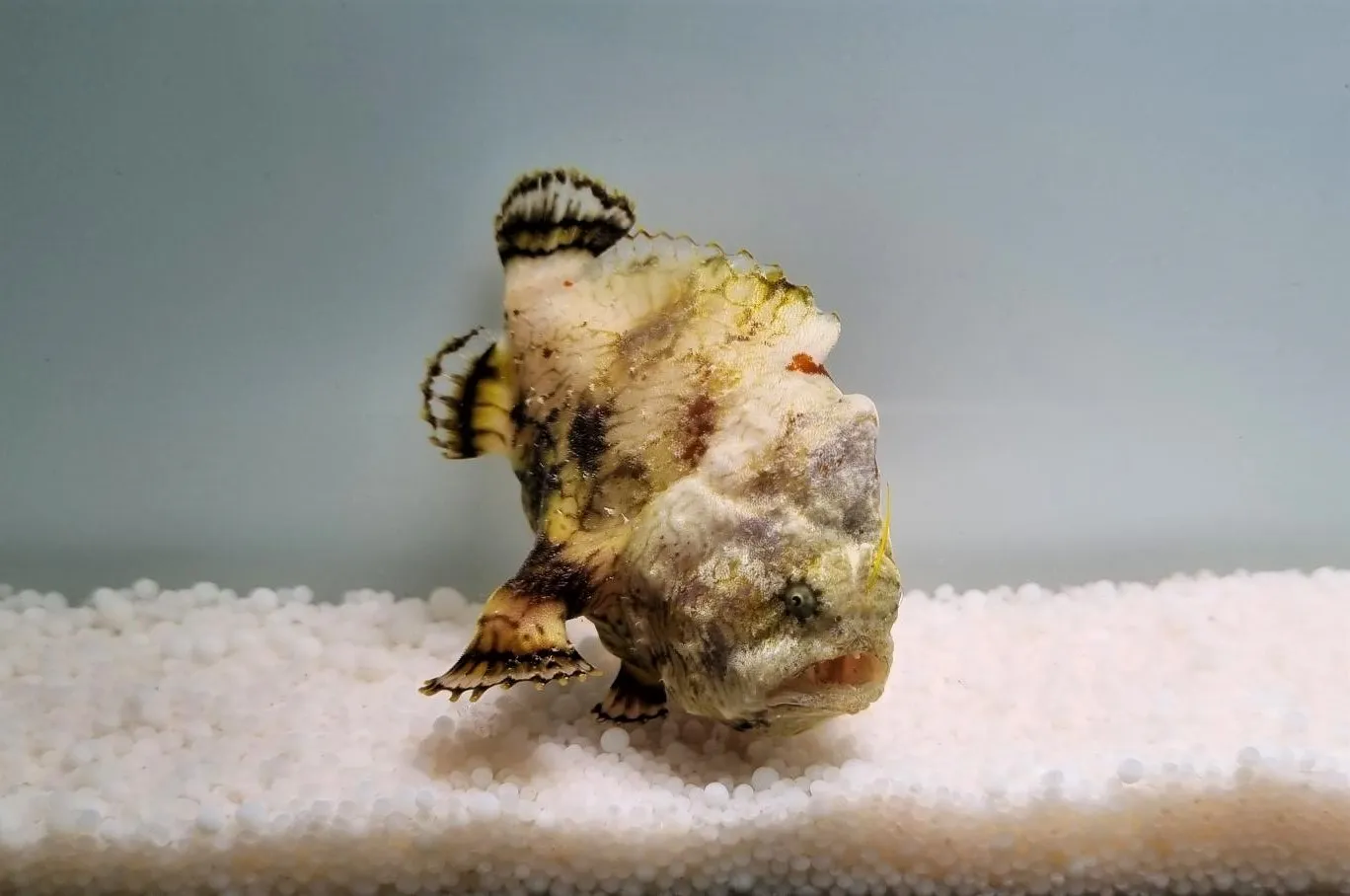 Antennarius tuberosus | M