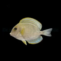 Acanthurus xanthopterus | L