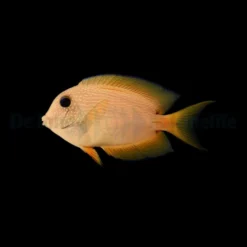 Ctenochaetus binotatus | S