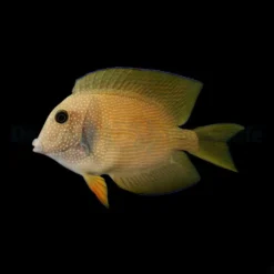 Ctenochaetus cyanocheilus | S/M