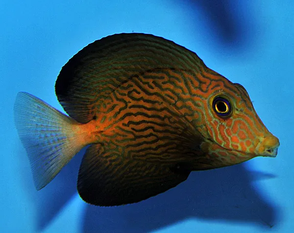 Ctenochaetus hawaiiensis | M