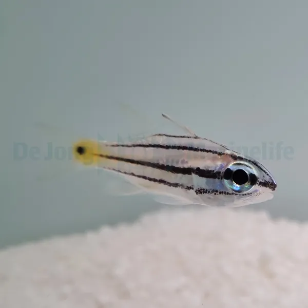 Cheilodipterus quinquelineatus | All sizes