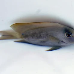 Ctenochaetus striatus | L