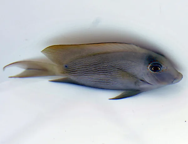 Ctenochaetus striatus | L