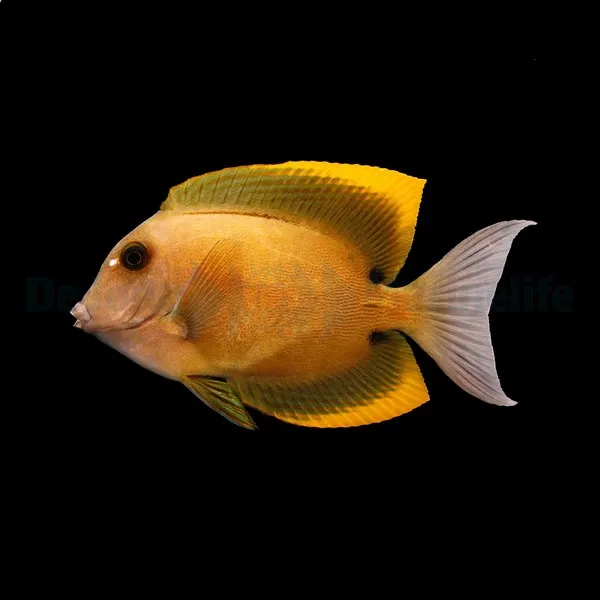 Ctenochaetus tominiensis | M