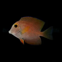 Ctenochaetus truncatus | L