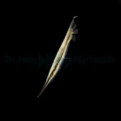 Aeoliscus strigatus | All sizes