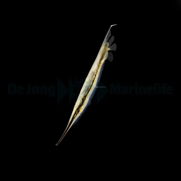 Aeoliscus strigatus | All sizes