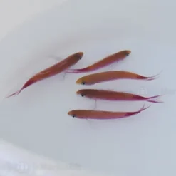 Luzonichthys taeniatus | All sizes