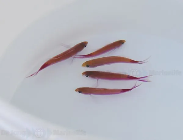 Luzonichthys taeniatus | All sizes