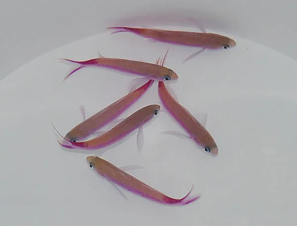 Luzonichthys waitei | All sizes