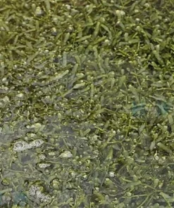Caulerpa spp. (without rock) | M