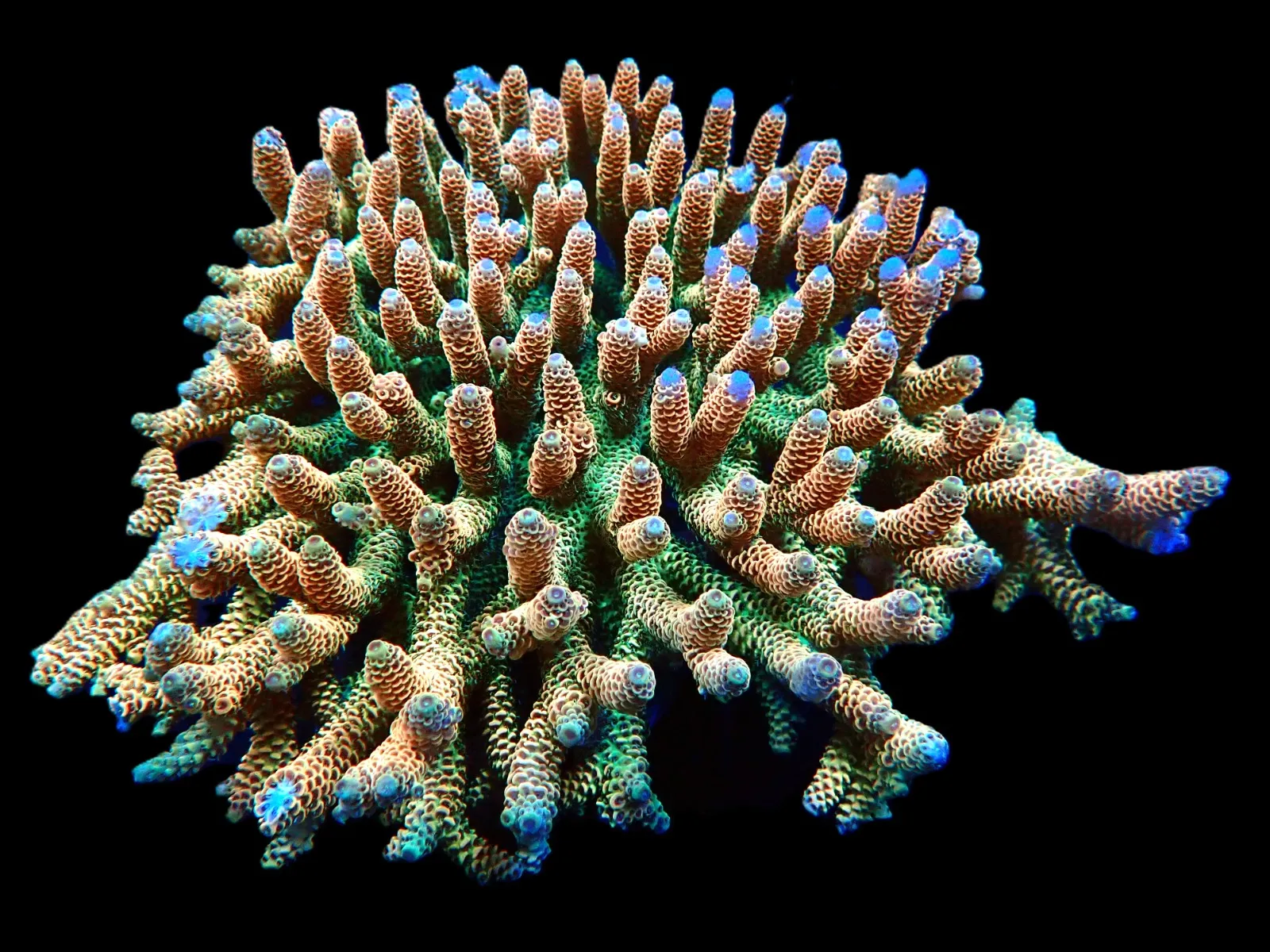 Halymenia durvillei (Dragon’s Breath) | M