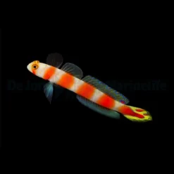 Amblyeleotris aurora | All sizes