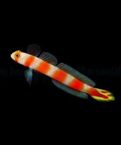 Amblyeleotris aurora | All sizes