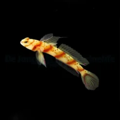 Amblyeleotris diagonalis | All sizes