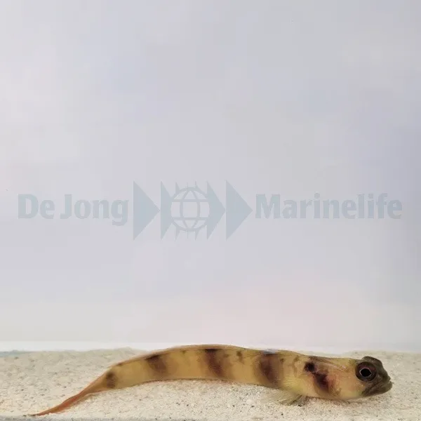 Amblyeleotris fontanesii | All sizes