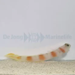 Amblyeleotris yanoi | All sizes