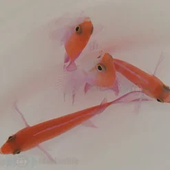 Nemanthias bicolor (male) | All sizes