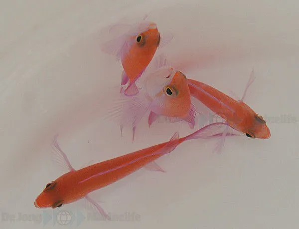 Nemanthias bicolor (male) | All sizes