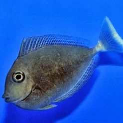 Naso brevirostris | L