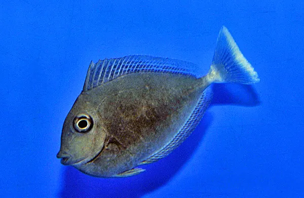 Naso brevirostris | L