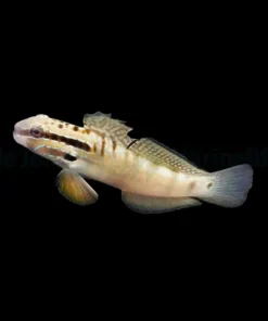Amblygobius bynoensis | All sizes
