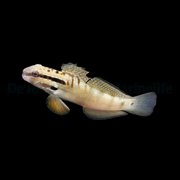 Amblygobius bynoensis | All sizes