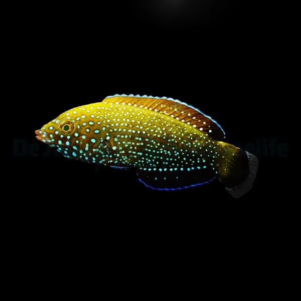 Anampses caeruleopunctatus | All sizes