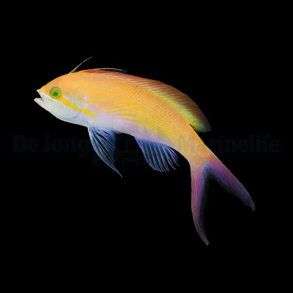 Nemanthias carberryi | All sizes