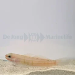 Amblygobius decussatus | All sizes
