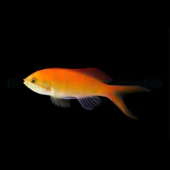 Nemanthias dispar | All sizes