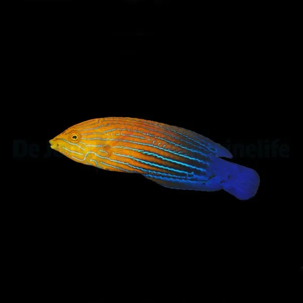 Anampses femininus | All sizes