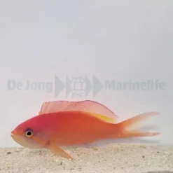 Nemanthias ignitus | All sizes