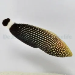 Anampses lineatus | M