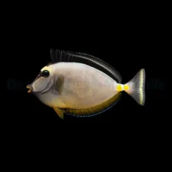 Naso lituratus | M