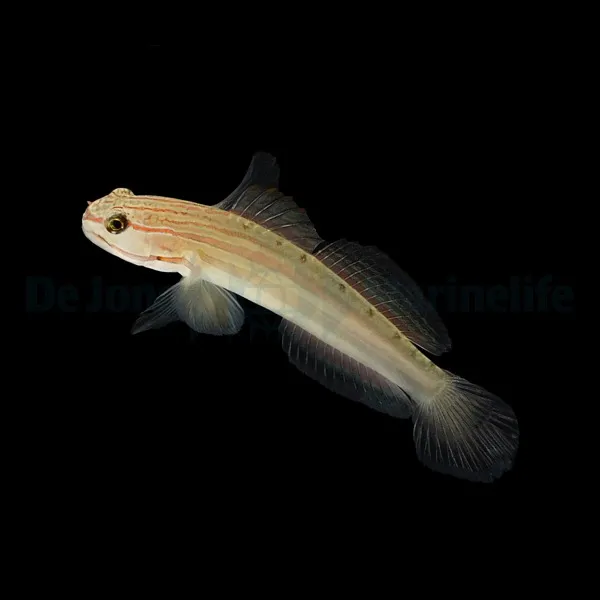 Amblygobius nocturnus | All sizes