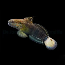 Amblygobius phalaena | All sizes