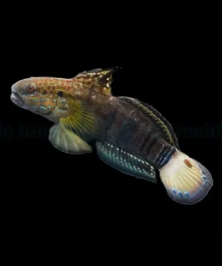 Amblygobius phalaena | All sizes