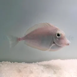 Naso unicornis | M