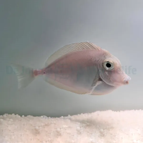 Naso unicornis | L