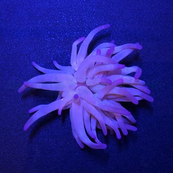 Condylactis gigantea (Purple) | M