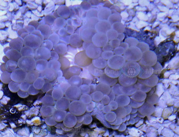 Entacmaea quadricolor | S