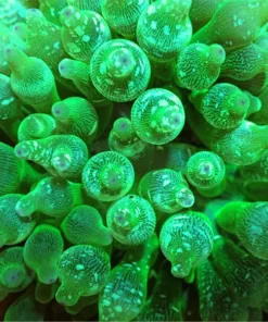 Entacmaea quadricolor (Green) | M